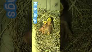 Hatchlings Brown Rock Chat birds hatchling [upl. by Calla]