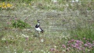 Northern Lapwing callingflyingmeets Hare [upl. by Aketal806]