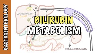 Bilirubin Metabolism  unconjugated and conjugated bilirubin [upl. by Aziul]