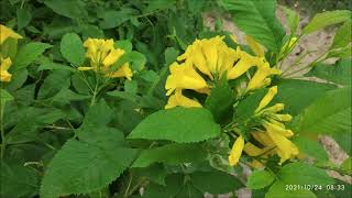 How to propagate tecoma I टिकोमा का पौधा I Tecoma plant I trumpet vine [upl. by Carmelina]