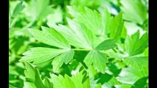 Health Benefits of Lovage Herb [upl. by Tonjes155]