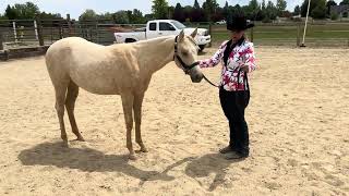 PS BlondHairDontCare amp Chelsea Bagby  WeanlingYearling Halter [upl. by Salamone383]