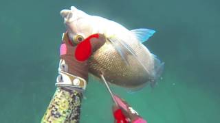 Spearfishing Australia ULLADULLA NSW episode 1 [upl. by Eversole]