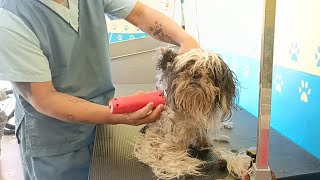 Horrible sticky matted Dog fur and ticks infested fully shave down [upl. by Anigroeg304]