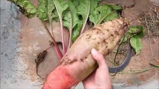 What I learned growing Fodder beets [upl. by Randie]