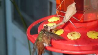 Praying Mantis kills hummingbird 3 [upl. by Htebasyle105]