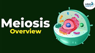 Overview of Meiosis  Dont Memorise [upl. by Notsuh]