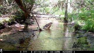 July 2018 Trail Camera Highlights A Twerking Hawk amp bathing birds A busy creek for critters [upl. by Domonic]