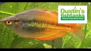 How to Keep Rainbowfish Rainbowfish Species in the Planted Tank [upl. by Irahcaz424]