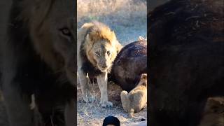 Lion Pride After Hunting🔥🦁🔥 animals wildlife shortsfeed viralvideo [upl. by Gombosi]