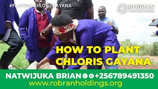 HOW TO PLANT CHLORIS GAYANA ll Natwijuka Bian 256789491350 [upl. by Gariepy]