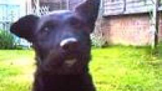 Chattering Zig Patterdale Terrier [upl. by Batish]