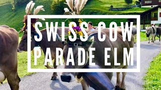 A Swiss Cow Parade The Elm Alpabzug in Glarus [upl. by Clarance]