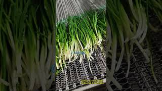 Scallion cleaning machine machine [upl. by Enelrahc]