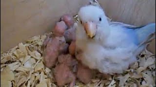 Mama Parrotlet with her 5 babies [upl. by Ynnoj]