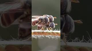 Two flies mating under the macro lens naturebymacro macro macrophotography [upl. by Goldenberg91]