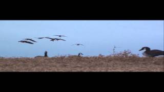 Top of the Flyway Outfitters duck hunting and goose hunting [upl. by Solita140]