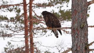 COMMON BUZZARD CALL buteo buteo [upl. by Ibmab]