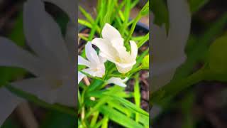 White Freesias smallyoutuber queenslandlife prettyflowers [upl. by Benis830]