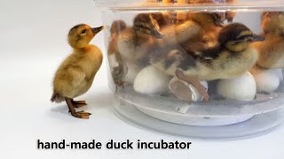 Please take my friend out of the bowl  Automatic duck incubator [upl. by Price]