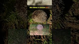 Theres Hedgehogs here 🦔 Wild Animals in Germany🇩🇪 that Americans🇺🇸 never get to see [upl. by Aifas]