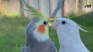 Female Cockatiels Singing [upl. by Farlee]