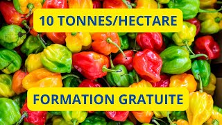 COMMENT OBTENIR 10 TONNES DE PIMENT A LHECTARE [upl. by Retsehc]