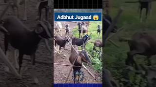 अद्भुत आधुनिक Jugaad 😱 bakrifarming goat goatfarming bakripalan farming shorts [upl. by Bornstein260]