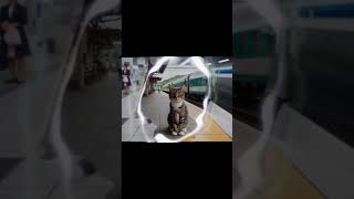 Adorable Kitten at the Train Station [upl. by Anaeli]