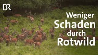 Neue Jagdstrategie für Rothirsche Weniger Verbiss mehr Artenvielfalt  Wild  Gut zu wissen  BR [upl. by Viddah]