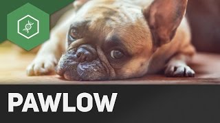 Der Pawlowsche Hund  Einstiegsvideo Verhaltensbiologie [upl. by Hgielrac367]