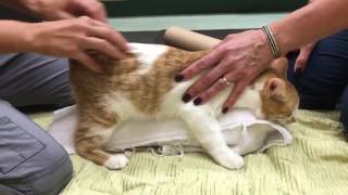 Feline Cerebellar Hypoplasia Physical Rehabilitation Session [upl. by Avik]