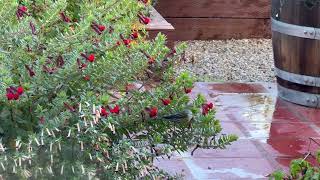 Yellowrumped Warblers Have Arrived [upl. by Nobie]