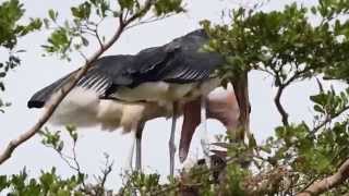 Birds of Uganda  the marabou stork [upl. by Akisey]