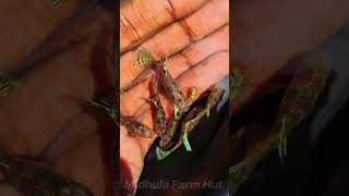 10 Rs ൻ്റെ Guppy  guppy  platy  aquarium guppy fish platy shorts [upl. by Deer]