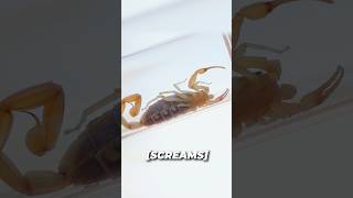 STUNG by Giant Hairy Scorpion and Bark Scorpion [upl. by Supen390]