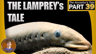 The Lampreys Tale [upl. by Wager]