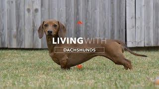 ALL ABOUT LIVING WITH DACHSHUNDS [upl. by Resneps]