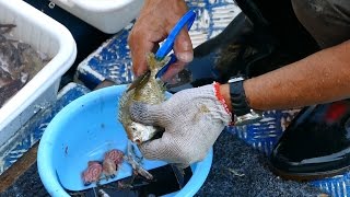 Amazing Cutting Fish at Sai Kung seafood market  Hong Kong [upl. by Oizirbaf]