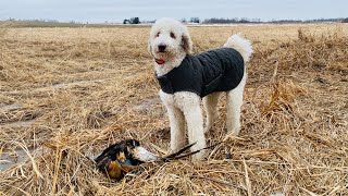 Standard Poodle Game Farm Pheasant [upl. by Dilks]