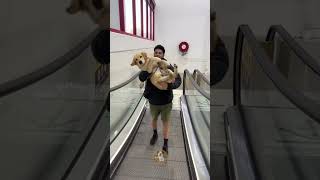 Escalator Adventures When Brave Pups Turn into Babies MyPetsie [upl. by Tegan]