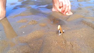 How to Catch a Razor Fish  Clam with just Salt [upl. by Ididn707]