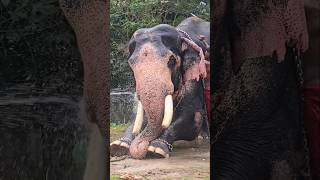 Sreekuttan 🔥 elephant ❤️ kerala 🐘 [upl. by Stesha]