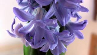 Beautiful Bluebell Hyacinth grown in a tin [upl. by Yelkao769]