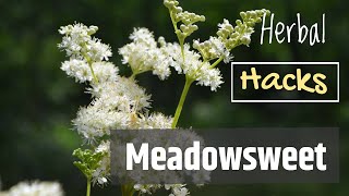 Meadowsweet the Plant That Gave Us Aspirin [upl. by Stearns505]