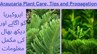 Christmas Tree Care and Propagation  How to Grow Araucaria  Araucaria Plant Kaise Grow Karen [upl. by Artaed]