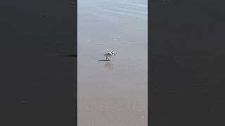 Sanderling shorebird [upl. by Beatrisa255]