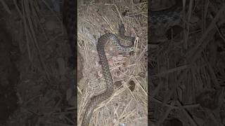 Checkered keelback Snake snake nature youtubeshorts [upl. by Cattima]