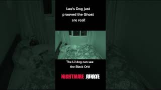 👻Dog Proves Ghost Are Real Incredible Dog Footage Proves Ghosts Exist Must See Scary Comp [upl. by Rhett]