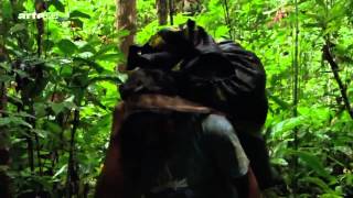 Luxuriante Amazonie Danger HD Documentaire [upl. by Julietta239]